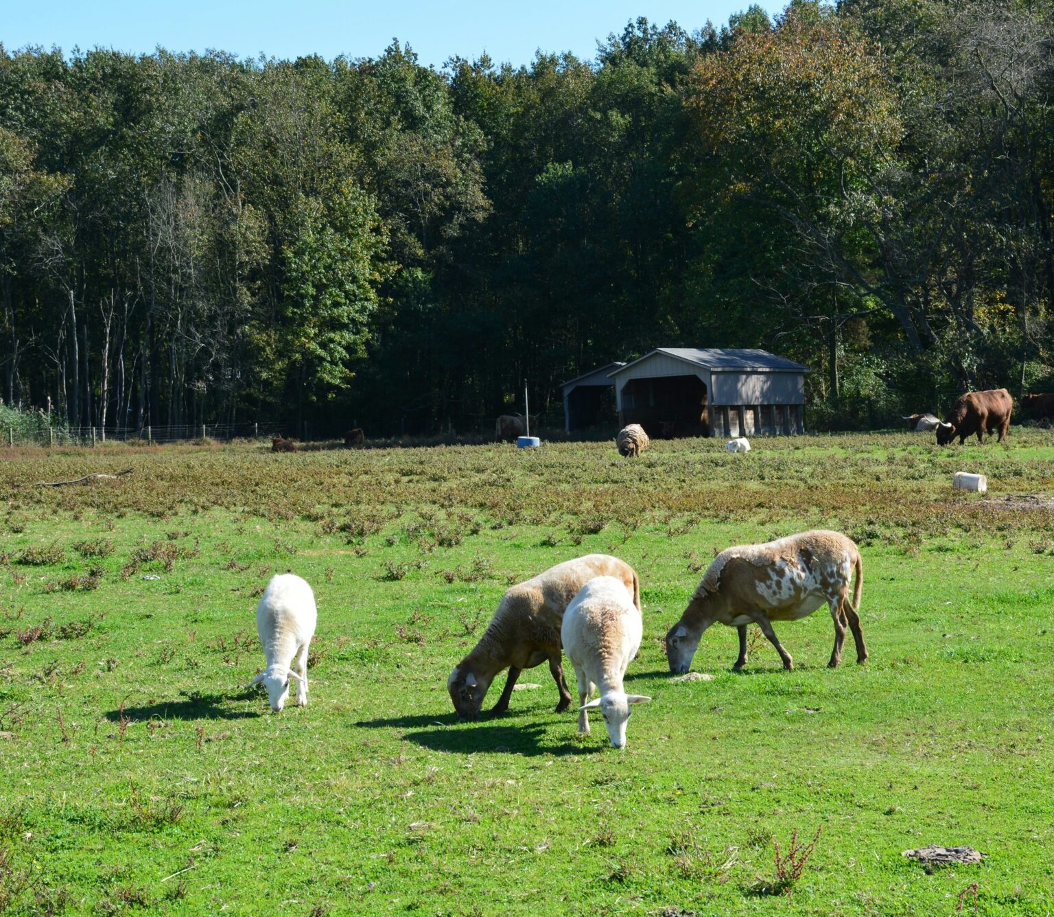 Bild som visar får som betar i en grön hage. I bakgrunden syns en ko och en byggnad som påminner om en ladugård eller ett vindskydd för djur.